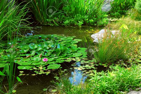 20 Best Aquatic Plants for Garden MYBKtouch.com