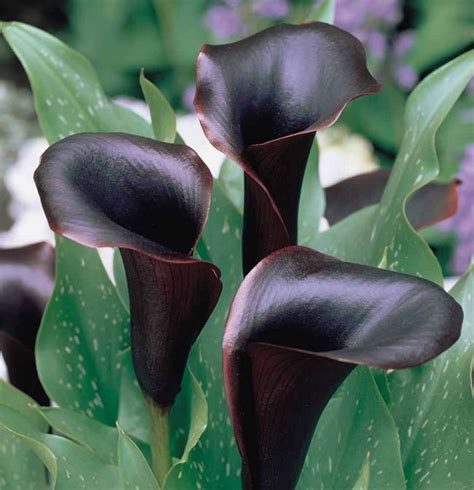 20 BLACK Flowers And Plants to Add Drama To Your Garden ...