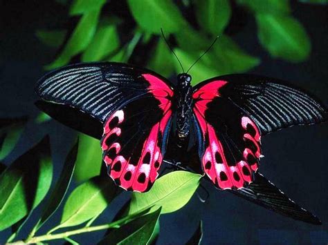 20+ Colourful Butterflies HD Wallpapers   WonderWordz