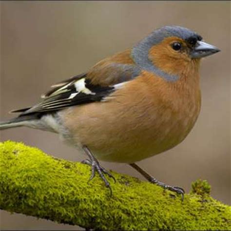 20 Common British Garden Birds, Birds, British birds ...