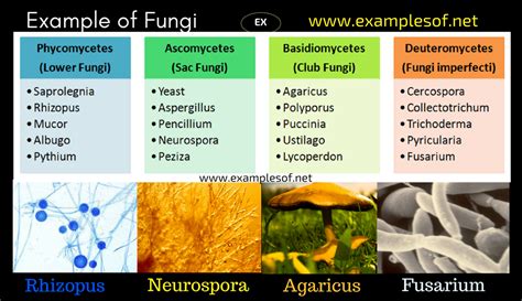 20 Examples of Fungi   Phycomycetes, Ascomycetes ...