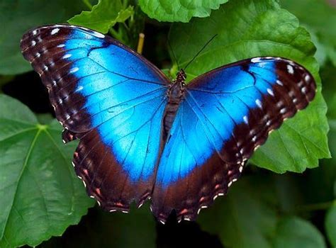20 mejores imágenes sobre Mariposas Azules en Pinterest ...