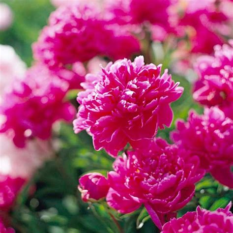 20 plantas perennes de flor para tu jardín
