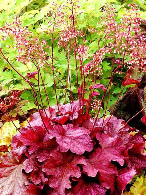 20 plantas perennes de flor para tu jardín
