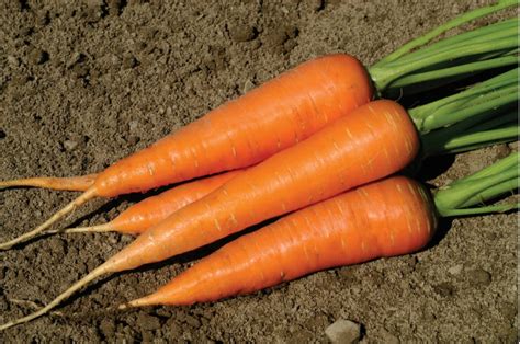 20 recetas para cocinar zanahoria y refrescarse en verano