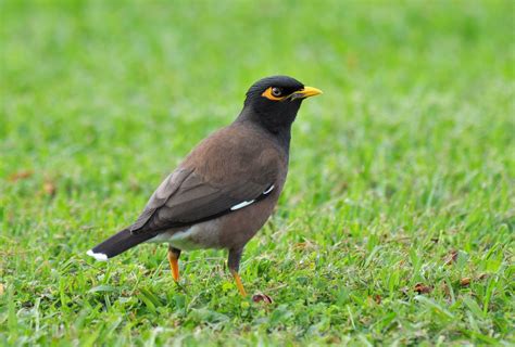 200 Birds: Introduced Birds of the Big Island, Hawaii ...