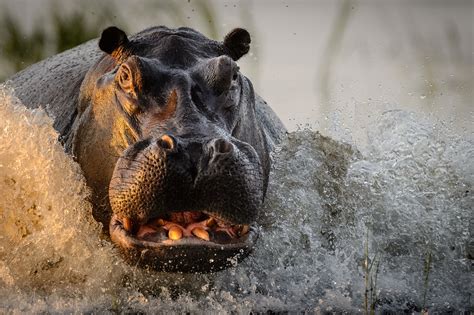 2016 National Geographic Nature Photographer of the Year ...