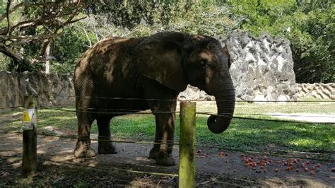20160213_122206_large.jpg   Picture of Mayaguez Zoo ...