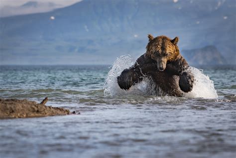 2017 National Geographic Nature Photographer of the Year ...