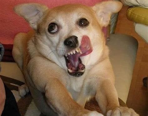 21 Hilariously Silly Animal Photos | Funny Stuff | Pinterest