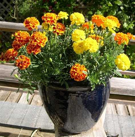 22 Best Flowers for Full Sun | Heat Tolerant Flowers for ...
