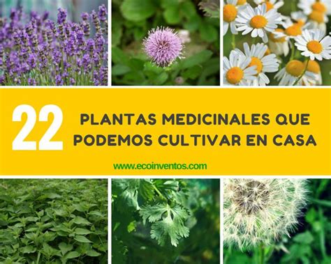 22 plantas medicinales que podemos cultivar en casa
