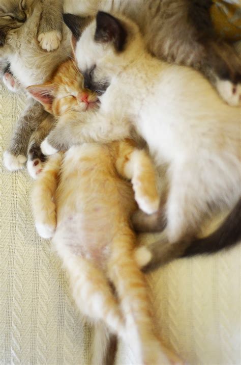 22+ Sleepy Kittens Doing What They Do Best – Sleep | Bored ...