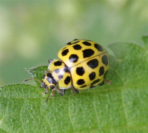 22 Spot Ladybird Psyllobora vigintiduopunctata | NatureSpot