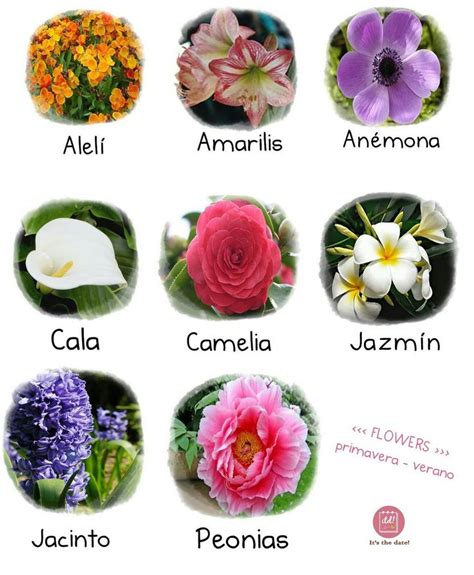 221 best images about flores on Pinterest | Delphiniums ...