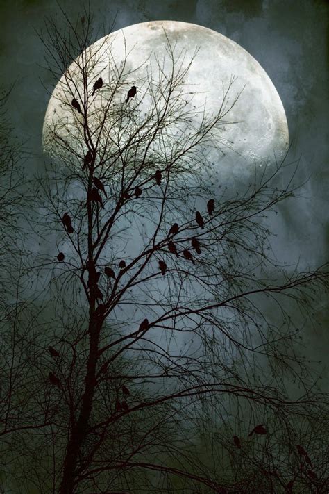 228 best Crows & Ravens images on Pinterest