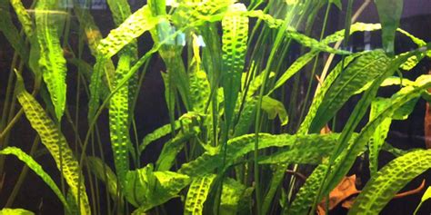 23 Easy To Grow & Low Light Plants For Your Aquarium ????