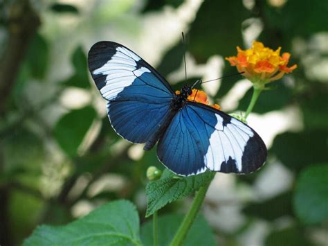 23 Especially Stunning Rare Butterflies | Nature   BabaMail