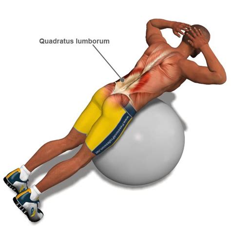 24 best images about Exercise For Back Muscles on ...