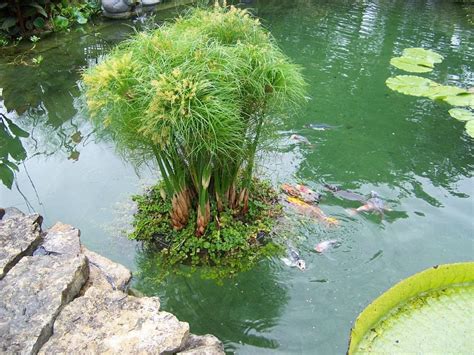 24  Floating Island Pond Planter plant koi water garden ...