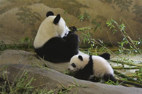 24 horas... 24 fotos   Xing Bao, el pequeño oso panda ...