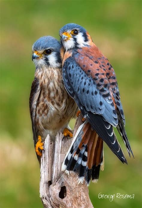 2484 best Owls, Eagles & Birds of Prey images on Pinterest