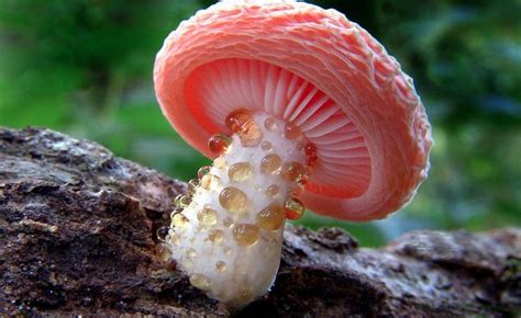 25 asombrosas especies del reino fungi
