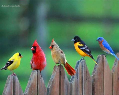 25+ best Beautiful birds ideas on Pinterest