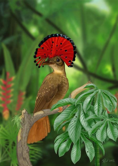 25+ best ideas about Amazon Birds on Pinterest ...