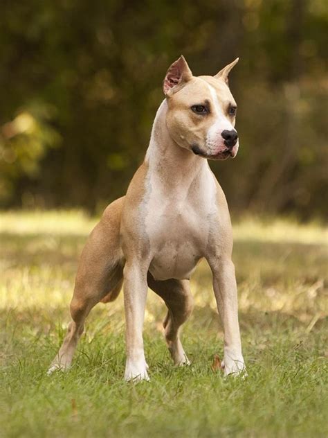 25+ best ideas about American staffordshire terriers on ...