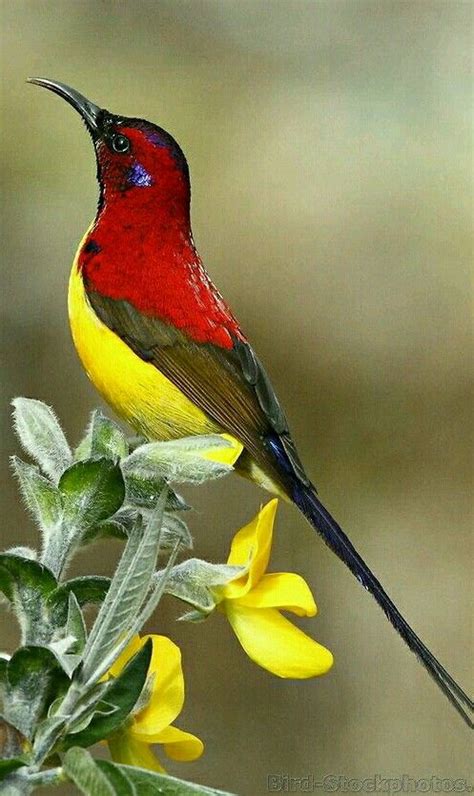 25+ best ideas about Beautiful birds on Pinterest | Birds ...