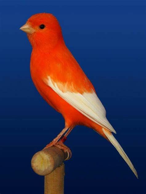 25+ best ideas about Canary Birds on Pinterest | Pet birds ...