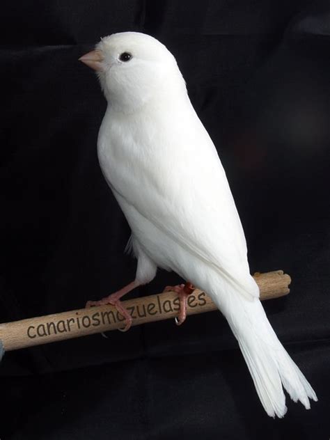 25+ best ideas about Canary Birds on Pinterest | Pet birds ...