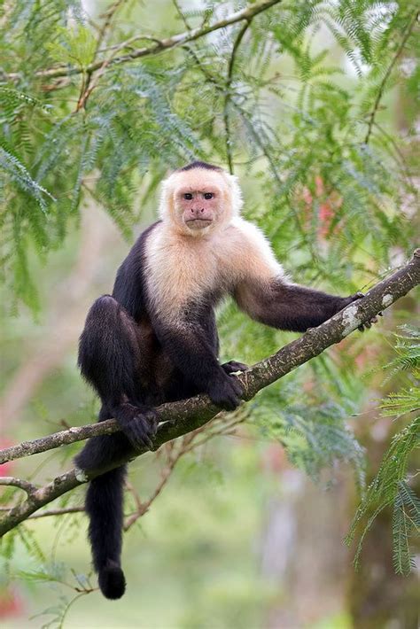 25+ best ideas about Capuchin Monkeys on Pinterest ...