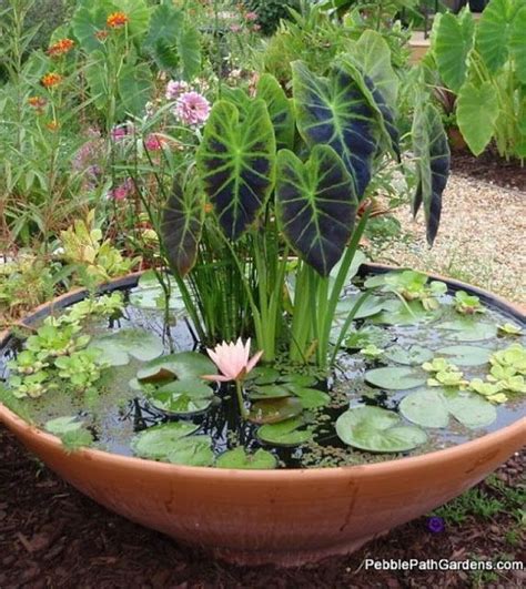 25+ best ideas about Container water gardens on Pinterest ...