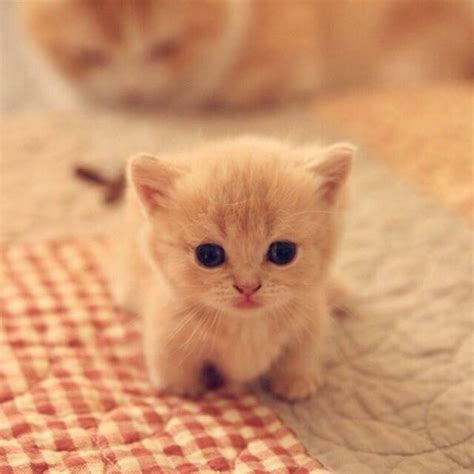 25+ best ideas about Cute cats on Pinterest | Kittens ...