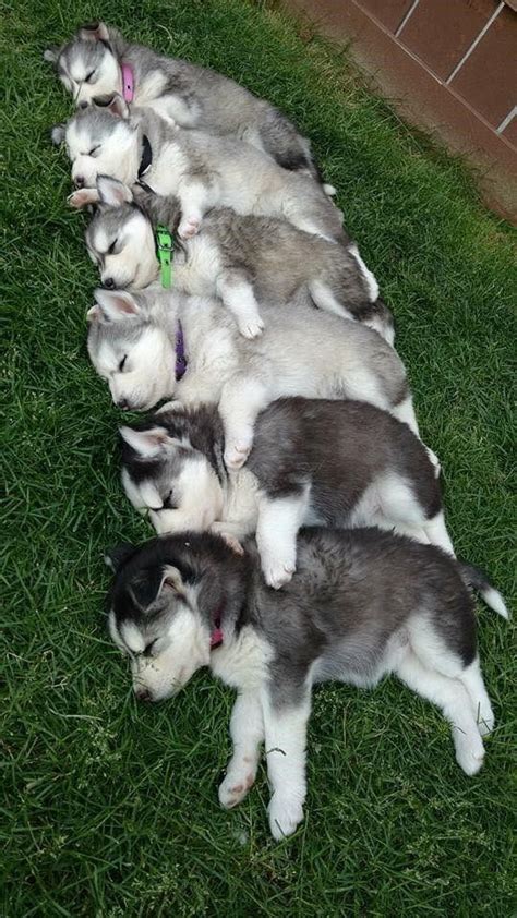 25+ best ideas about Cute husky puppies on Pinterest ...