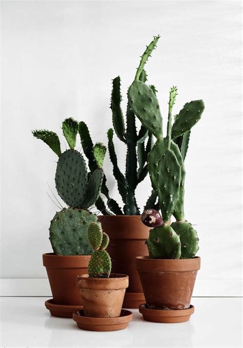25+ best ideas about Indoor cactus on Pinterest | Cactus ...