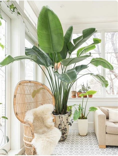 25+ Best Ideas about Large Indoor Plants on Pinterest ...