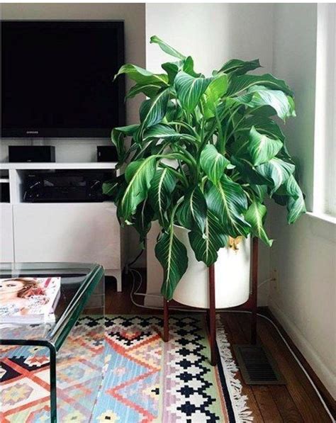 25+ best ideas about Low Light Plants on Pinterest ...