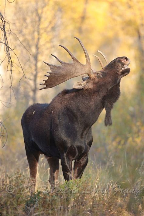 25+ best ideas about Moose hunting on Pinterest | Moose ...