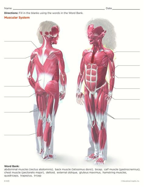 25+ best ideas about Muscular system for kids on Pinterest ...