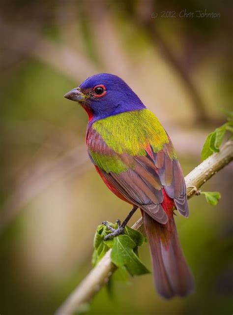 25+ best ideas about Painted bunting on Pinterest | Pretty ...