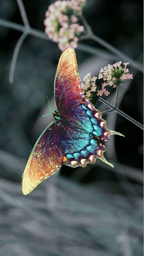 25+ best ideas about Papillons sur Pinterest