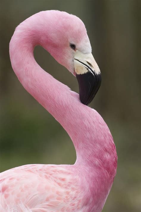 25+ best ideas about Pink bird on Pinterest | Pretty birds ...