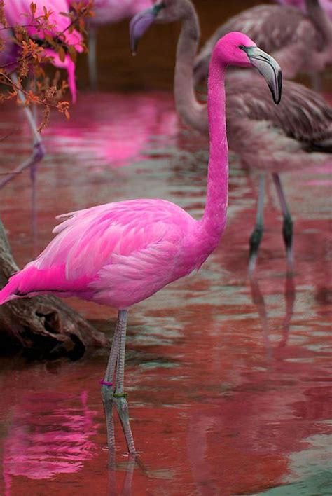 25+ best ideas about Pink Flamingos on Pinterest ...