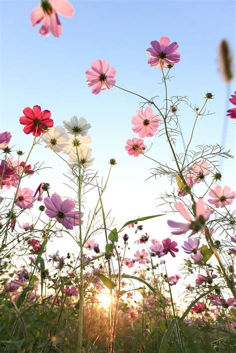 25+ best ideas about Wild flowers on Pinterest | Flower ...