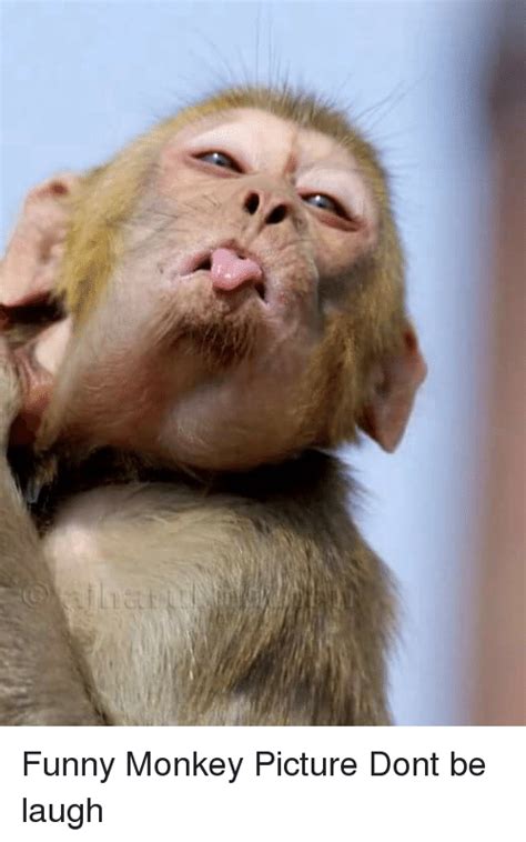 25+ Best Memes About Funny Monkey | Funny Monkey Memes
