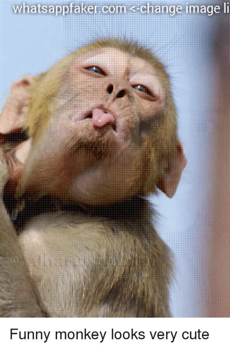 25+ Best Memes About Funny Monkey | Funny Monkey Memes