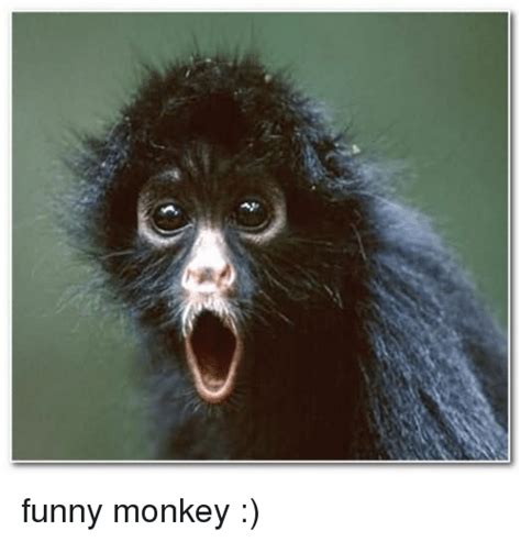 25+ Best Memes About Funny Monkeys | Funny Monkeys Memes